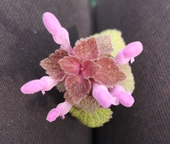 Lamium purpureum