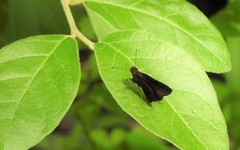 Miltomiges cinnamomea