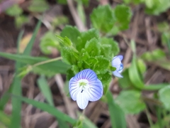 Veronica persica