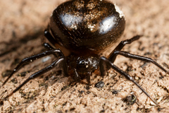 Euryopis funebris
