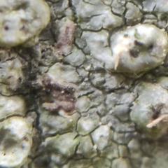 Pertusaria leioplaca