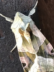 Phlogophora meticulosa