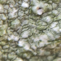 Pertusaria leioplaca