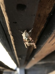 Phlogophora meticulosa