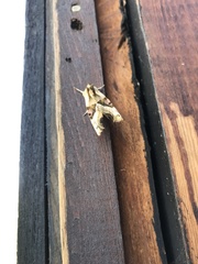 Phlogophora meticulosa