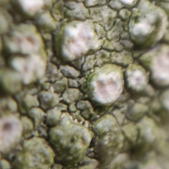Pertusaria leioplaca