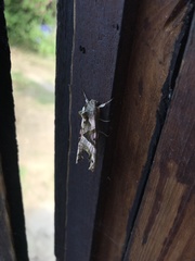 Phlogophora meticulosa