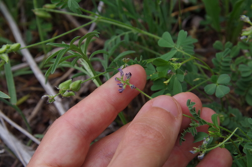 Image of Astragalus reflexus by (c) Eric Knight, some rights reserved (CC BY)
