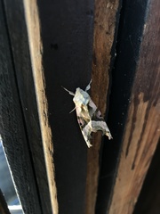 Phlogophora meticulosa