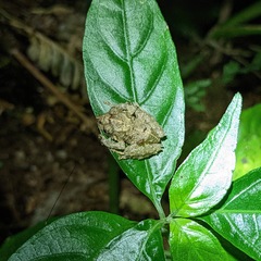 Pristimantis cruentus