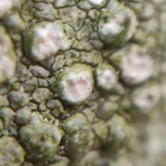 Pertusaria leioplaca