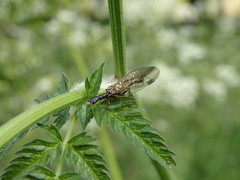 Phaeostigma notata
