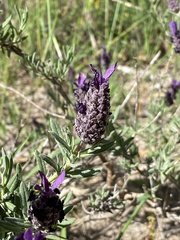 Lavandula stoechas