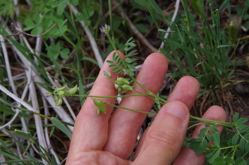 Image of Astragalus reflexus by (c) Eric Knight, some rights reserved (CC BY)
