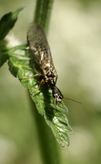 Phaeostigma notata