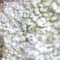 Pertusaria leioplaca