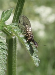 Phaeostigma notata