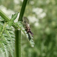 Phaeostigma notata