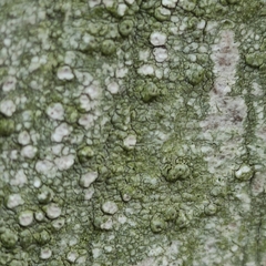 Pertusaria leioplaca