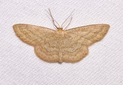 Scopula luteolata