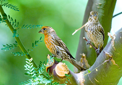 Haemorhous mexicanus