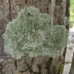 Pertusaria leioplaca