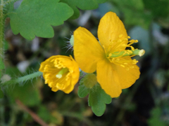 Chelidonium asiaticum