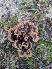 Thelephora americana