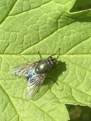 Eudasyphora cyanella