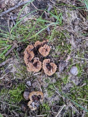 Thelephora americana