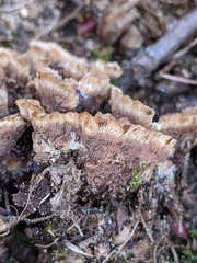 Thelephora americana