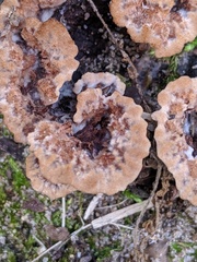 Thelephora americana