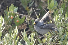 Catamenia analis