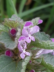 Lamium purpureum