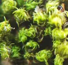 Ulota bruchii
