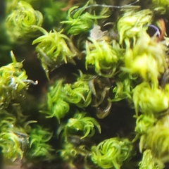 Ulota bruchii