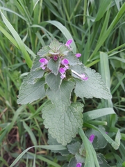 Lamium purpureum