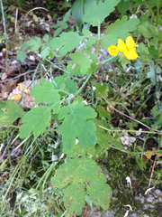 Chelidonium asiaticum
