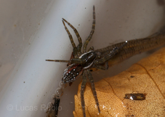Diapontia uruguayensis