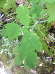 Chelidonium asiaticum