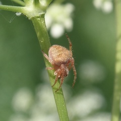 Araneinae