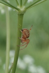 Araneinae