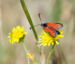 Zygaena punctum
