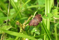 Camptopleura auxo