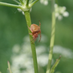 Araneinae
