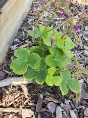 Oxalis bowiei