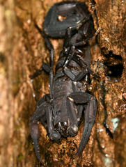 Tityus obscurus