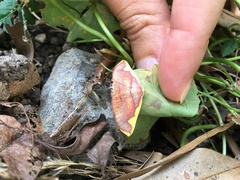 Nothomiza flavicosta