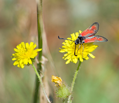 Zygaena punctum