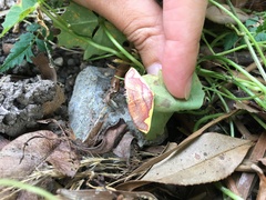 Nothomiza flavicosta